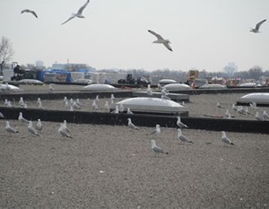 nuisance gull control services