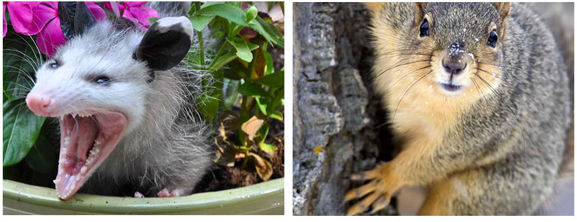 Opossum, Skunk, Raccoon and Squirrel Removal