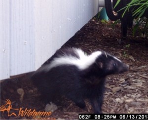skunk trapping 